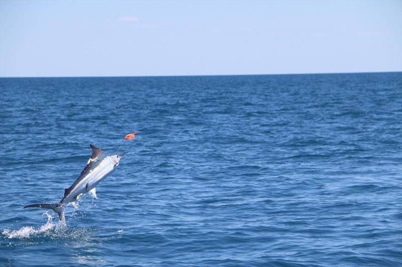 The billfish bite is on - photo © Fisho's Tackle World