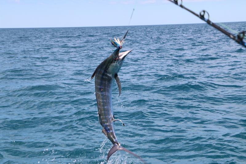 The billfish bite is on - photo © Fisho's Tackle World