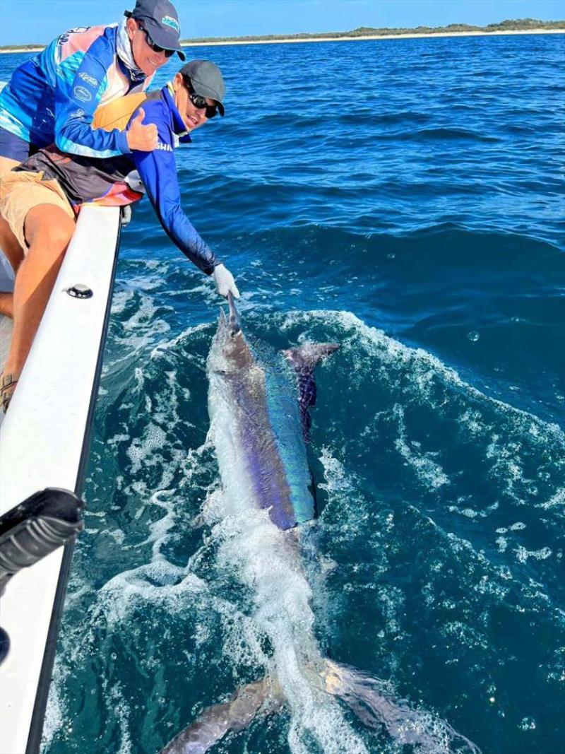 The billfish bite is on - photo © Fisho's Tackle World