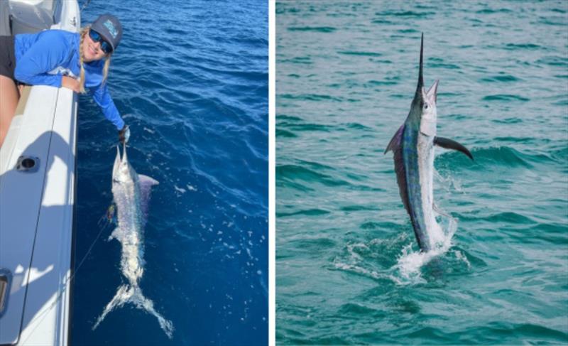 The billfish bite is on - photo © Fisho's Tackle World