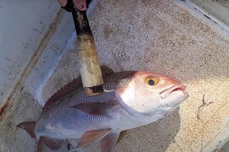 How to immobilize a fish is an important skill that helps keep fish fresh and undamaged from thrashing about - photo © Pacific Islands Fisheries Group