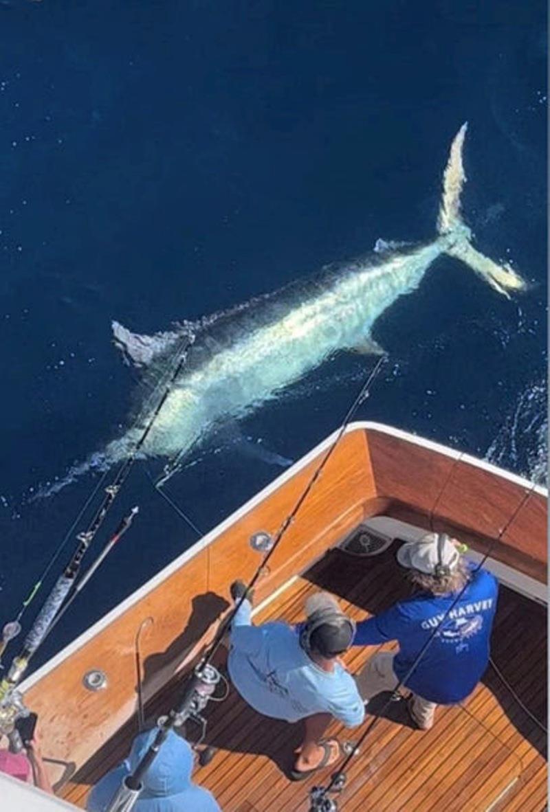 A 700lb  black marlin caught by the crew on Little Audrey wide of Fraser last week. An awesome fish, yet just a sample of what swims out there photo copyright Fisho's Tackle World taken at  and featuring the Fishing boat class