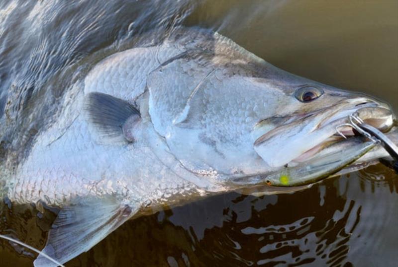 Yet another victim of Daiwa's Steez Current Master. Is there a better small suspending hardbody for the shallows - Doubt it! photo copyright Fisho's Tackle World taken at  and featuring the Fishing boat class