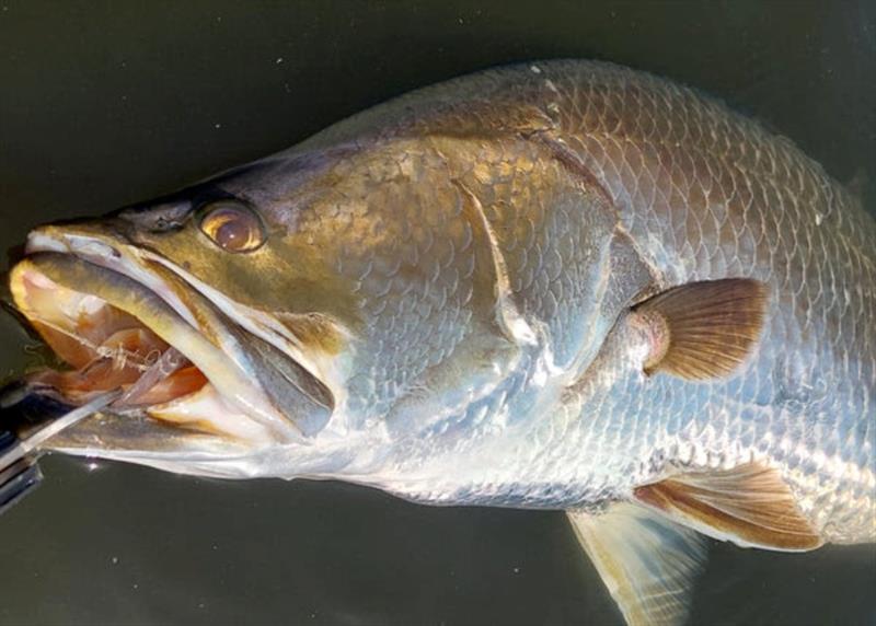 Down the hatch. The Rapala X-Rap Saltwater Deep 11 is a dynamite suspending hardbody to tempt wary barra. Upgrade to Viper 41 trebles for more grunt and a slow sink photo copyright Fisho's Tackle World taken at  and featuring the Fishing boat class