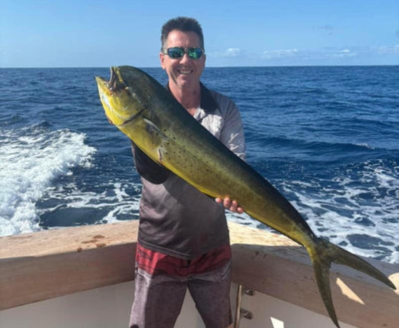 Otto Volz again with a female mahi mahi (dollie). Compare the head and  shoulder shape and you can see the difference quite clearly
