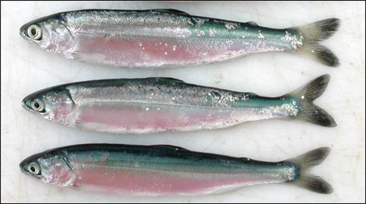 Juvenile sockeye (top), chum (middle), and pink (bottom) salmon - photo © NOAA Fisheries, Jim Murphy