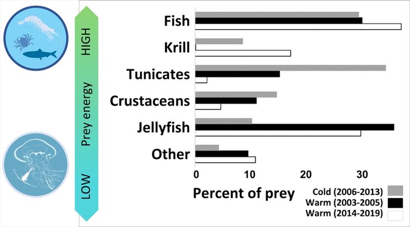 The comparison of juvenile chum salmon stomach contents reflected a change in diets between warm and cold periods - photo © NOAA Fisheries