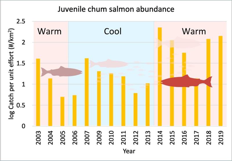 Juvenile chum salmon abundance in western Alaska during warm and cold periods - photo © NOAA Fisheries
