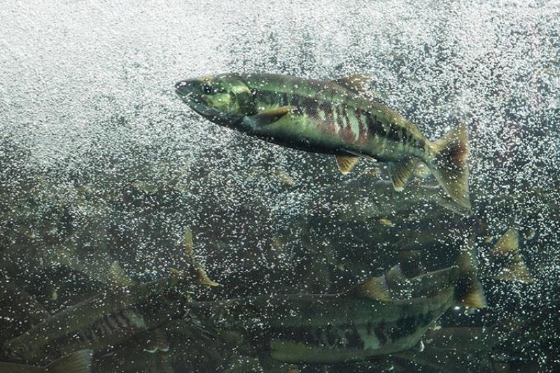 Chum salmon swimming upriver photo copyright NOAA Fisheries, Stori Oates taken at  and featuring the Fishing boat class
