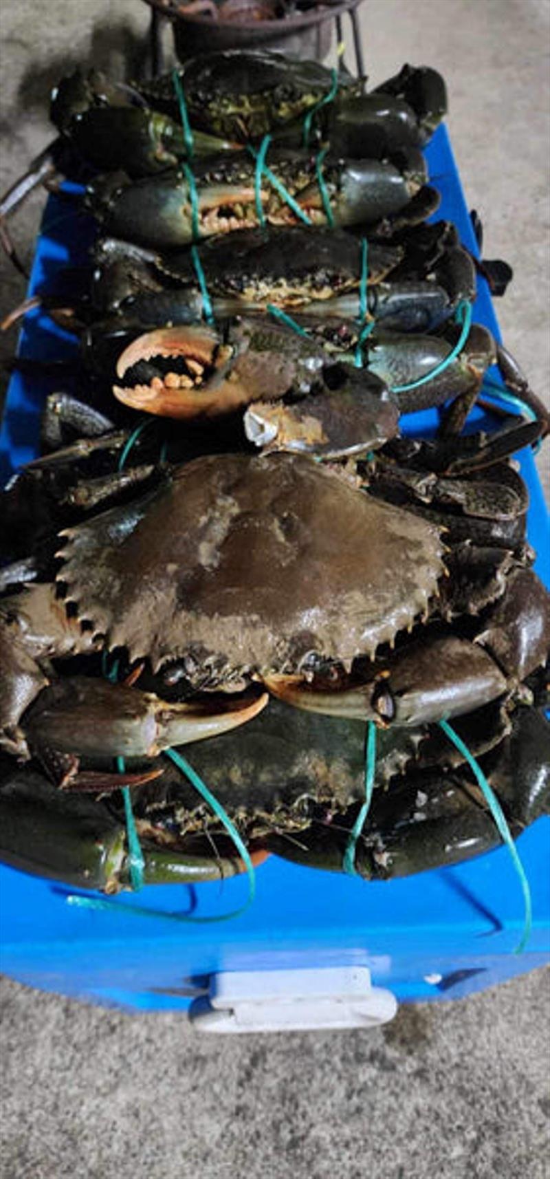 A bag limit of prime Qld mud crabs. They are on the menu in many households and campsites right now - photo © Fisho's Tackle World