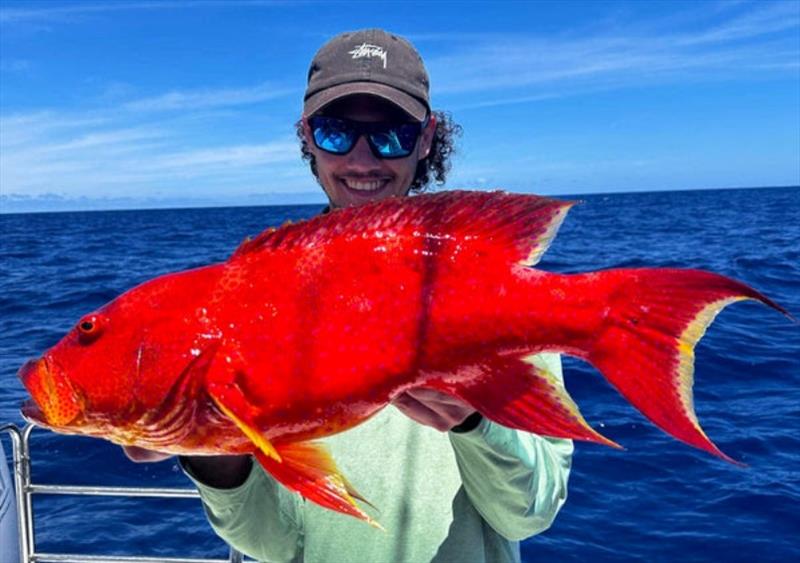 Reef fish don't come much prettier than the coronation trout. Zac Sadler was very happy with this one - photo © Fisho's Tackle World