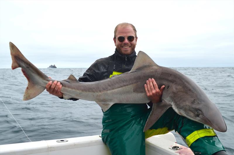 Jonah also had a recent trip to Pedra. He fished with my Mates Nick and Mark, got a bunch of stripeys on the BMT KLT circle hooks/200 pound tough trace. Also got a monster school shark around 30kg - photo © Spot On Fishing Hobart