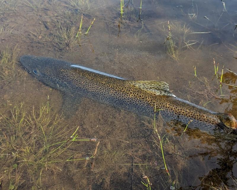 Mark Hallam's nice fish from west of Ada on boxing day. Taken on an Adams Parra - photo © Spot On Fishing Hobart