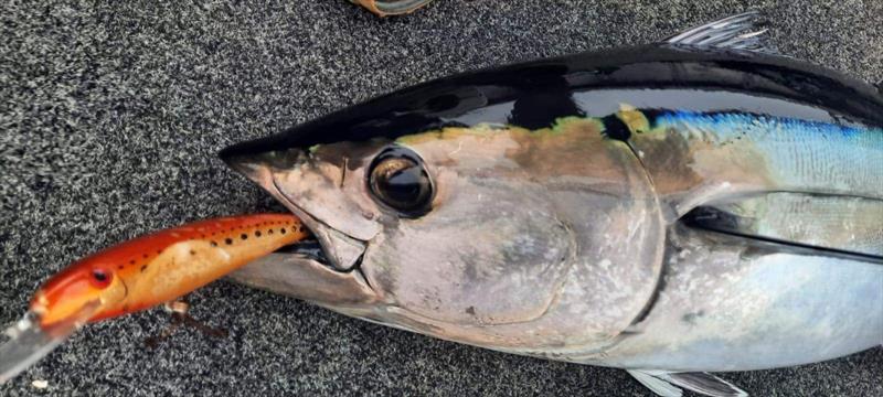 Caught on a king brown - photo © Spot On Fishing Hobart