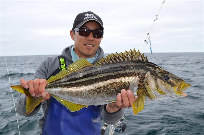 Jonah also had a recent trip to Pedra. He fished with my Mates Nick and Mark, got a bunch of stripeys on the BMT KLT circle hooks/200 pound tough trace. Also got a monster school shark around 30kg - photo © Spot On Fishing Hobart