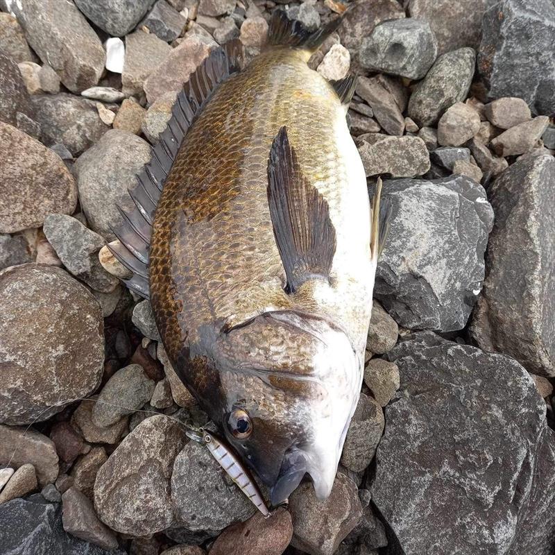 A thumping bream caught by Kim Rafferty - photo © Spot On Fishing Hobart