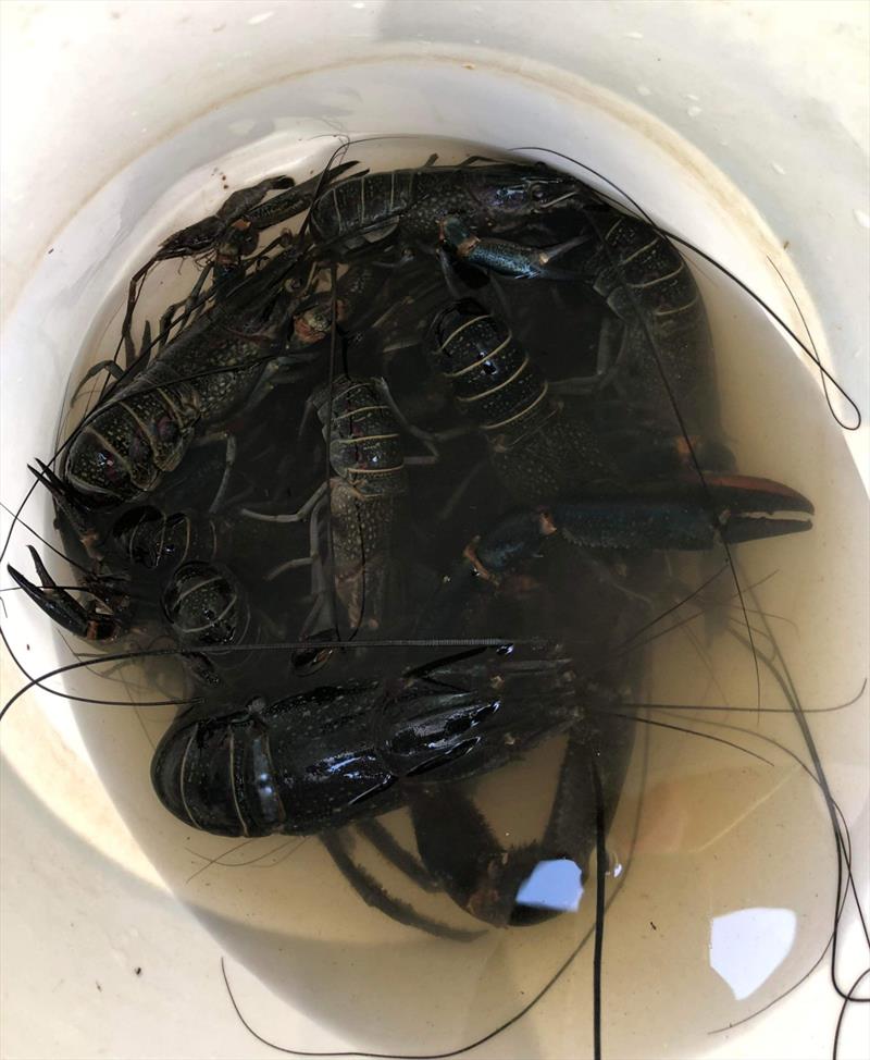 Good-sized red claw are active at Lake Boondooma, as Jeff Hayes and other Hervey Bay Amateur Fishing Club members found out recently photo copyright Fisho's Tackle World taken at  and featuring the Fishing boat class