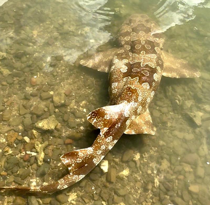 Luke V found this large wobbegong floating full of air off Gatakers Bay. He towed it ashore and deflated it before it swam off healthy. Good job mate - photo © Fisho's Tackle World