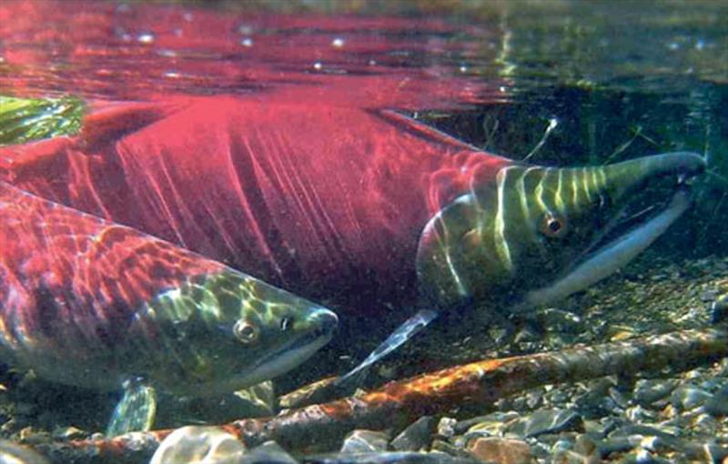 Adult sockeye salmon photo copyright Masahide Kaeriyama, Hokkaido University taken at  and featuring the Fishing boat class