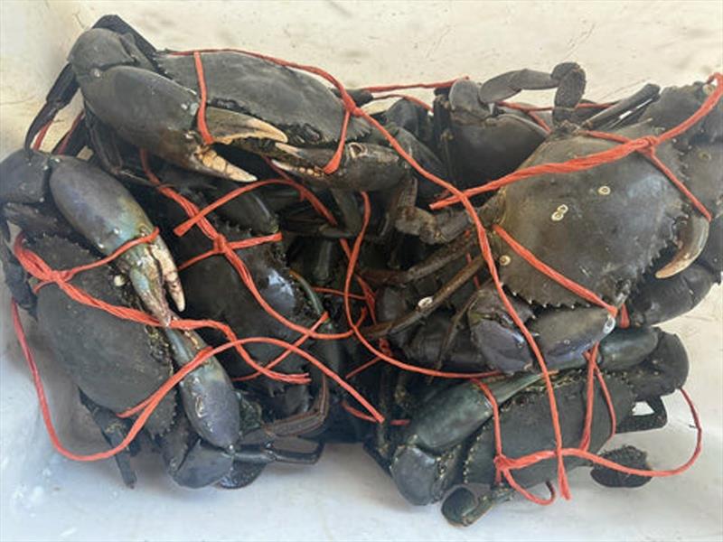 What does an offshore charter skipper do when it is too windy this time of year - go crabbing. Greg Pearce's family is certainly spoilt for fresh seafood - photo © Fisho's Tackle World