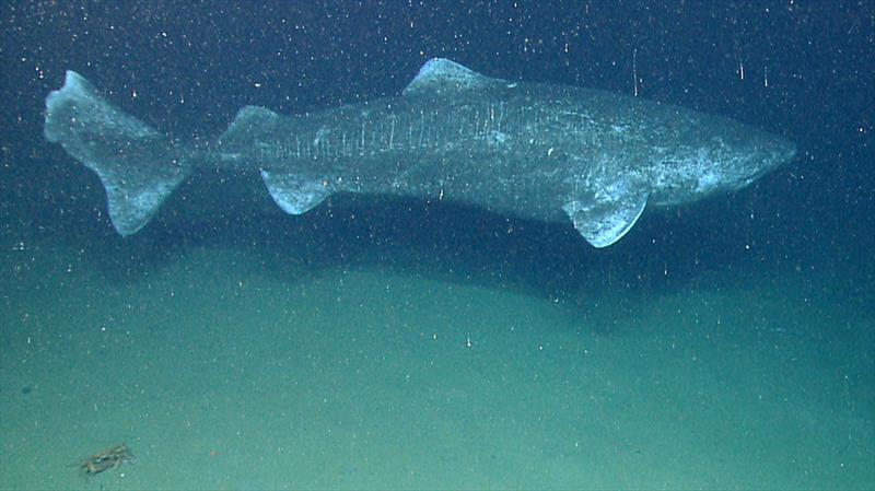 Greenland Shark photographed at 2,940 feet depth by a remotely operated vehicle - photo © NOAA Office of Ocean Exploration and Research