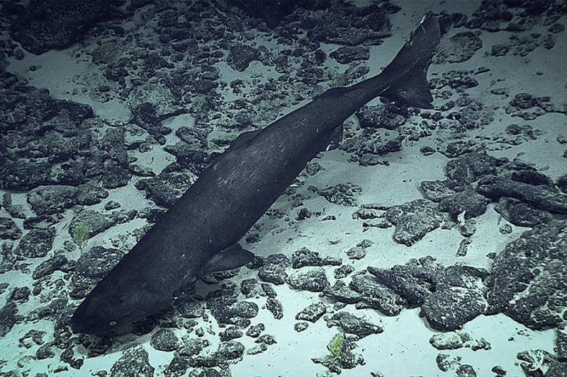 Pacific sleeper shark photographed at 3,125 feet depth by the remotely operated vehicle, Deep Discoverer photo copyright NOAA Office of Ocean Exploration and Research taken at  and featuring the Fishing boat class