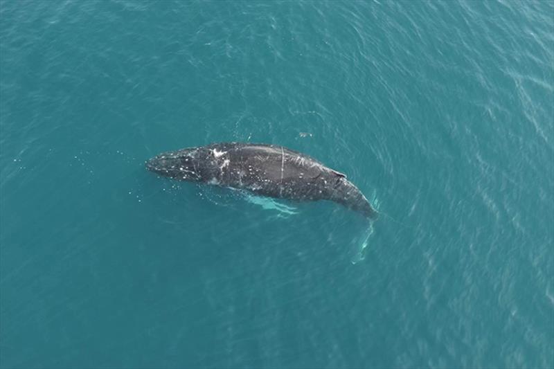 An entangled humpback whale in Iliuliuk Bay near the Port of Dutch Harbor, Alaska photo copyright City of Unalaska, taken under NOAA Fisheries Permit #24359 taken at  and featuring the Fishing boat class