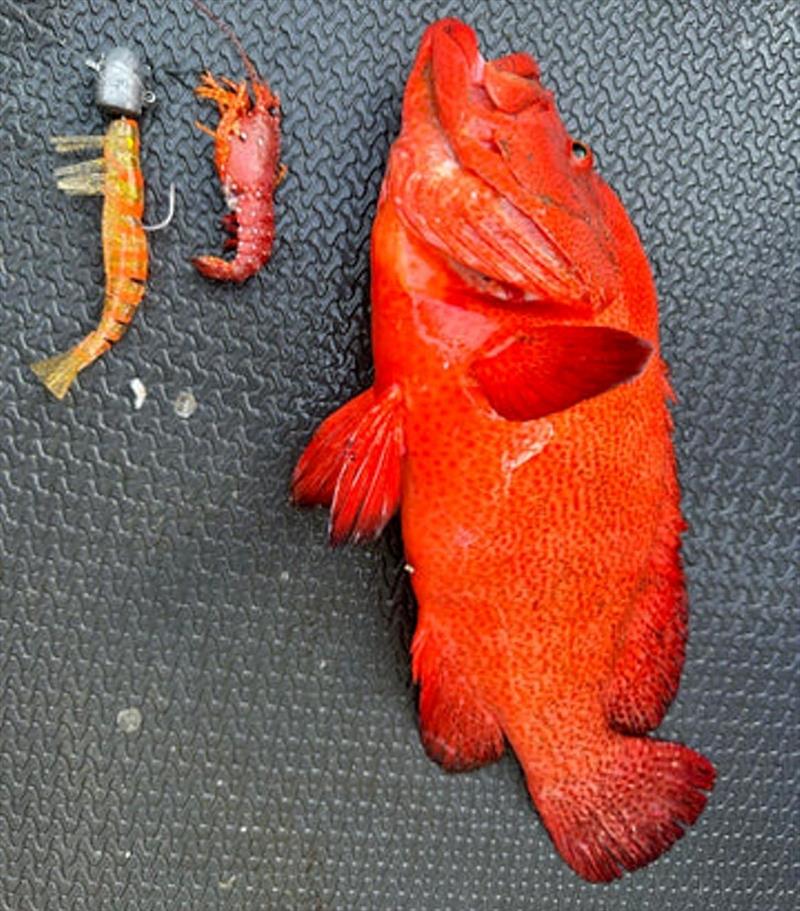 Match the hatch - a fantastic example of why the Samaki Live Shrimp 127mm golden carrot is such a stand out lure. A must have for reef fisho's photo copyright Fisho's Tackle World taken at  and featuring the Fishing boat class