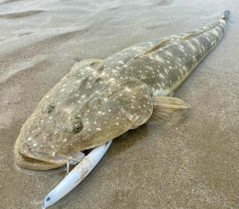 DUO Tide Minnows are a gun flathead lure and XOS lizards are particularly partial to them on the flats photo copyright Fisho's Tackle World taken at  and featuring the Fishing boat class