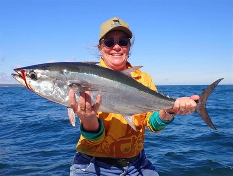 There will be oodles of longtails such as this to catch out in the bay this week - photo © Fisho's Tackle World
