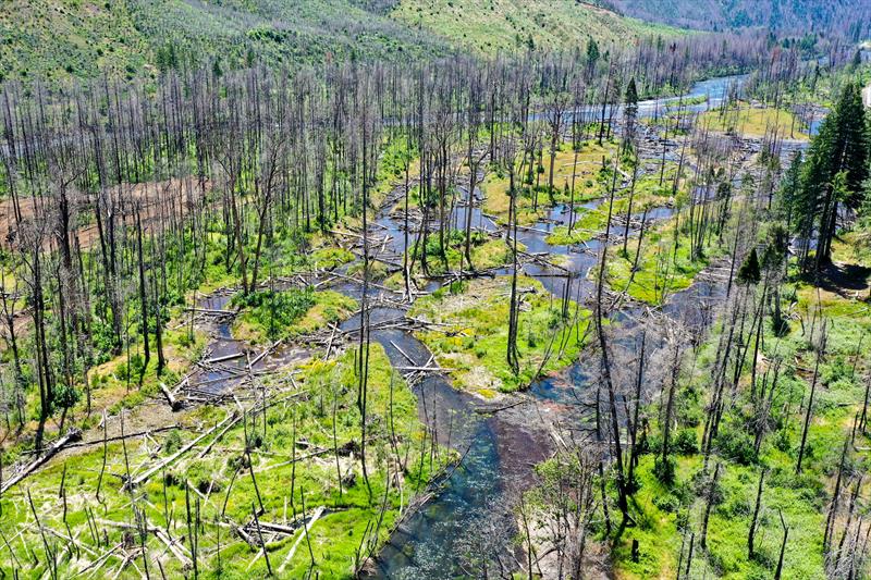Restored floodplain and large wood placement at Finn Rock Reach - photo © USFS