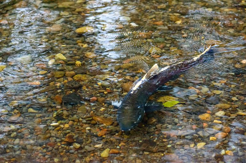 Chinook salmon returning to spawn at Finn Rock Reach photo copyright Tim Giraudier / Beautiful Oregon taken at  and featuring the Fishing boat class