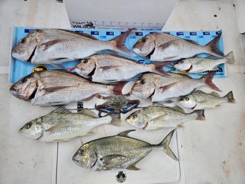 Snapper and standard Platypus Bay bycatch for Nathan Bauer and crew photo copyright Fisho's Tackle World taken at  and featuring the Fishing boat class
