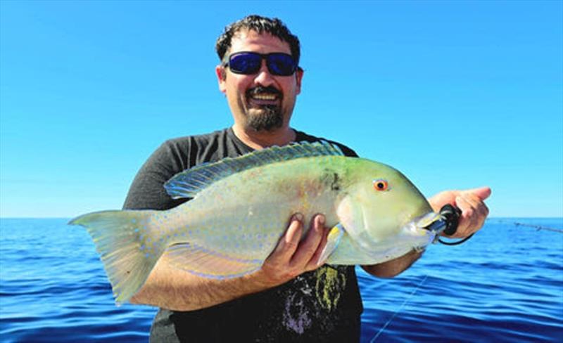 Tusk fish such as this one from a Hot Reels charter are a handy alternative to snapper for those fishing the northern bay photo copyright Fisho's Tackle World taken at  and featuring the Fishing boat class