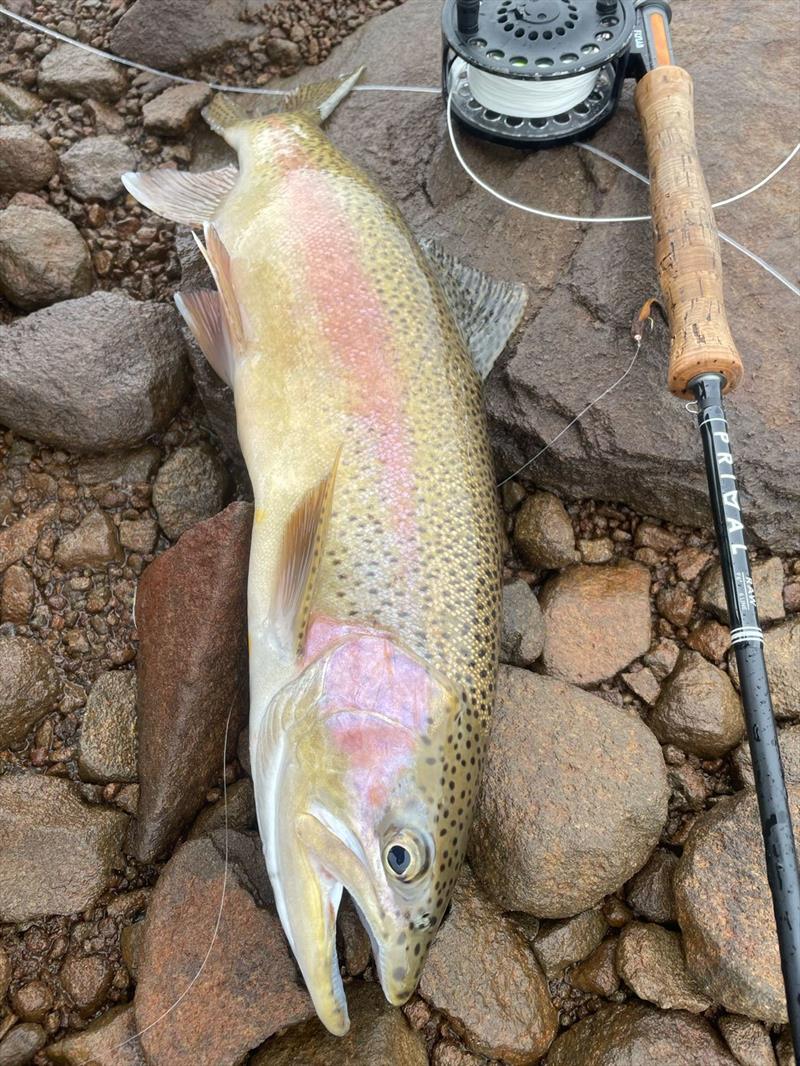 Adrian Dalla Fontana caught this belter of a rainbow at Great Lake recently photo copyright Spot On Fishing Hobart taken at  and featuring the Fishing boat class