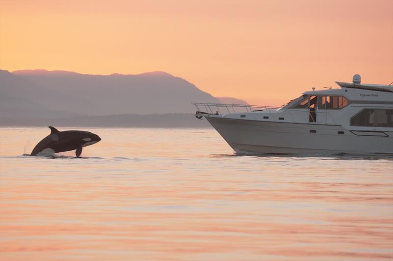 Still frame from recording of recreational vessel M/V Cypress Point approaching killer whales near Roche Harbor, Washington, September 1, 2022. Vessel operator agreed to pay civil penalty of $1000 for violating distance rules for approaching killer whales photo copyright NOAA Fisheries taken at  and featuring the Fishing boat class