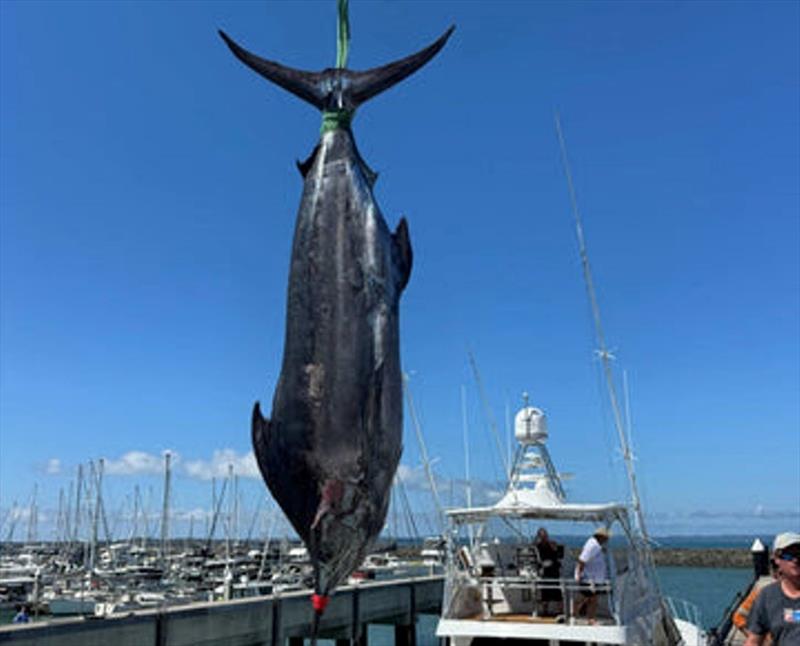 A huge 727lb (330kg) blue marlin caught wide of the Breaksea Spit 13 Mile by Guy Caelli aboard the vessel 'Juggs' last Sunday photo copyright Fisho's Tackle World taken at  and featuring the Fishing boat class