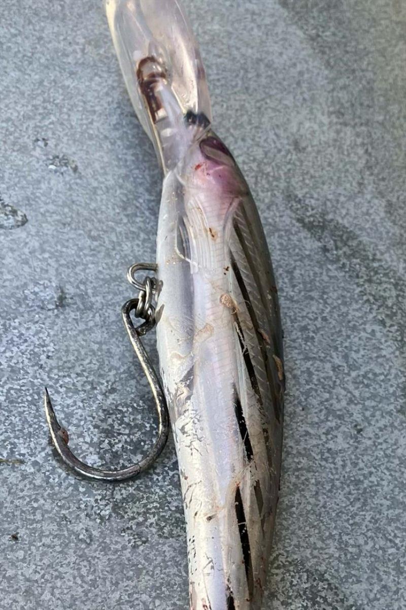 The lure that did the damage - photo © Spot On Fishing Hobart