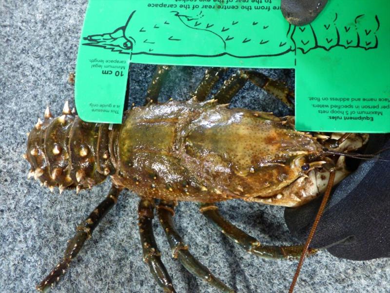 Cray with ruler - photo © VRFish