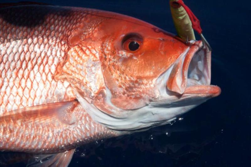 Sa Red Snapper Saltwater Red Snapper
