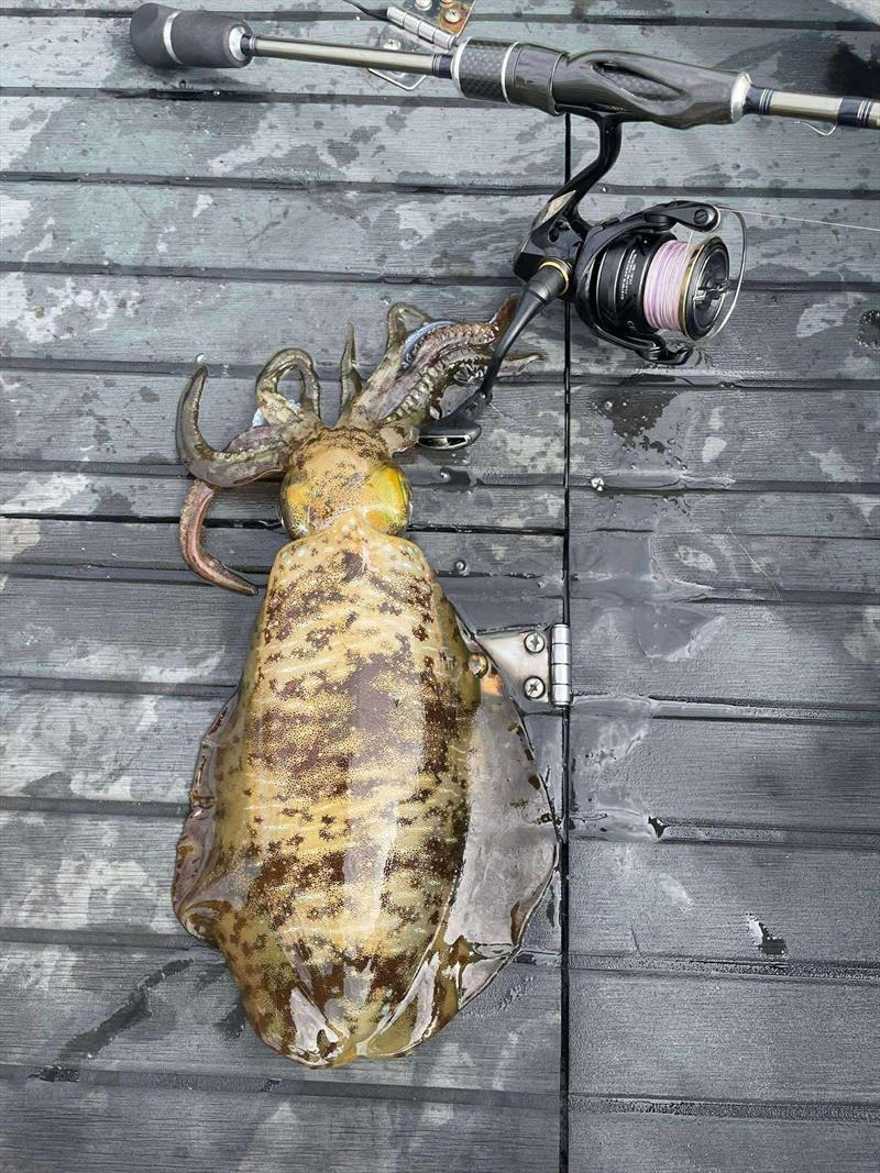 You only need ultra-light tackle to target tiger squid. They are great fun, great eating and primo bait as well - photo © Fisho's Tackle World Hervey Bay