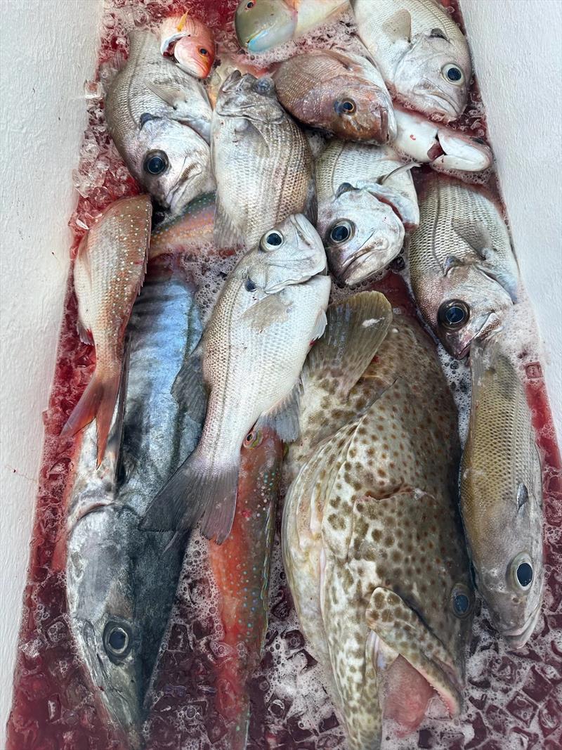 Standard fare from a day trip offshore with Double Island Point Fishing Charters - photo © Fisho's Tackle World Hervey Bay