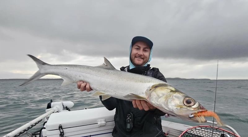 Metre+ giant herring go hard and fast, and are obviously yet another fan of retrofitted Samaki Live Shrimps photo copyright Fisho's Tackle World Hervey Bay taken at  and featuring the Fishing boat class