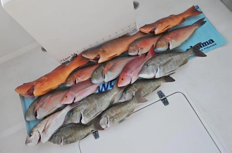 A mixed catch from a recent northern bay reef fishing session - photo © Fisho's Tackle World Hervey Bay