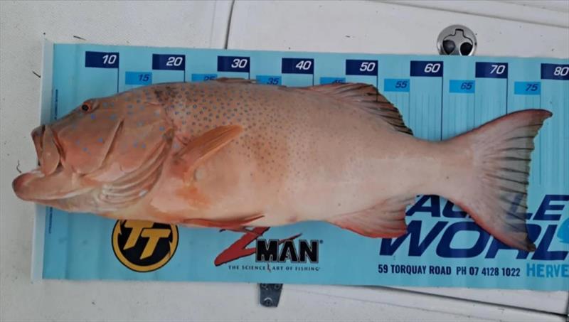 Bigger bar-cheek coral trout are the main target for many northern bay fishos. You need to find shark-free waters to land any this size photo copyright Fisho's Tackle World Hervey Bay taken at  and featuring the Fishing boat class