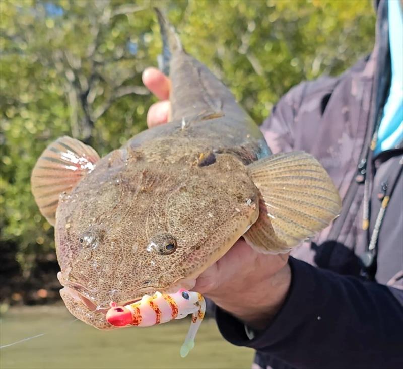 Nomad Live Ops Jerksquid are going to catch a huge range of fish photo copyright Fisho's Tackle World Hervey Bay taken at  and featuring the Fishing boat class