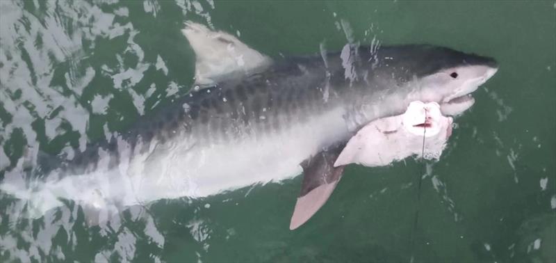 Sharks are usually night-time captures from the pier, so a tiger like this was an extra-special spectacle in daylight hours - photo © Fisho's Tackle World Hervey Bay