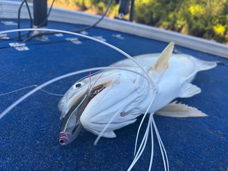 Nomad soft vibes are just one of many that will imitate herring perfectly and be too tempting for the local threadies photo copyright Fisho's Tackle World Hervey Bay taken at  and featuring the Fishing boat class