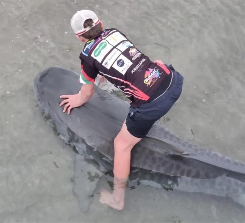 Justin getting up close and personal with the 10' tiger he caught from the pier photo copyright Fisho's Tackle World Hervey Bay taken at  and featuring the Fishing boat class