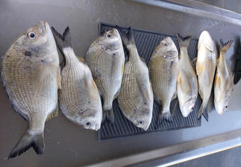 Going old school with strip baits drifted down a berley trail in the lower Burrum keeps Steve in fresh bream fillets whenever he needs them photo copyright Fisho's Tackle World Hervey Bay taken at  and featuring the Fishing boat class